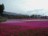 羊山公園の芝桜(27)