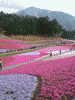 羊山公園の芝桜(29)