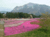 羊山公園の芝桜(31)