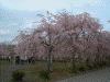 羊山公園のしだれ桜(1)