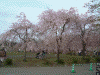 羊山公園のしだれ桜(2)