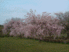 羊山公園のしだれ桜(6)