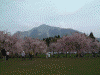 羊山公園のしだれ桜(7)