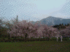 羊山公園のしだれ桜(8)
