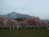 羊山公園のしだれ桜(9)