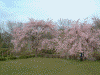羊山公園のしだれ桜(10)