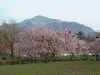 羊山公園のしだれ桜(11)