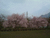 羊山公園のしだれ桜(15)