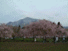 羊山公園のしだれ桜(16)