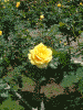 ローズガーデンのバラ(1)