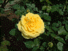 ローズガーデンのバラ(2)