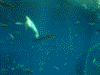 アクアワールド大洗の生き物の展示(3)/出会いの海の大水槽・カメが泳ぐ