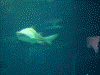 アクアワールド大洗の生き物の展示(4)/世界の海ゾーン・サメ水槽