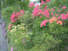 草津温泉散策中に見かけた花たち(2)