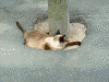 松陰神社の猫(1)