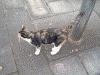 弓張展望所の猫たち(3)