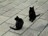 弓張展望所の猫たち(6)