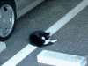 生田緑地の駐車場の猫(2)