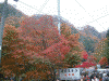 袋田の滝へ向かう遊歩道の紅葉(1)