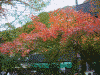 袋田の滝へ向かう遊歩道の紅葉(5)