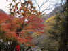 袋田の滝へ向かう遊歩道の紅葉(6)