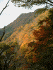 月居山ハイキングコースから眺める紅葉(1)