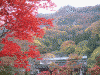 袋田の滝へ向かう遊歩道の紅葉(9)