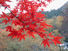 袋田の滝へ向かう遊歩道の紅葉(10)