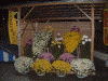 笠間稲荷の菊が展示されていました