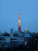 六本木ヒルズから眺める東京タワー(2)