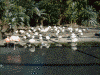 熱川バナナワニ園(6)／フラミンゴなど鳥がいっぱい