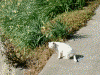 江月水仙ロードで見かけた猫