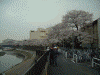戸塚・柏尾川の桜（3月28日16時現在)(6)