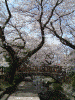 二ヶ領用水の桜(9)