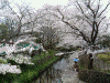 二ヶ領用水の桜(17)