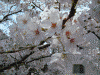 二ヶ領用水の桜(31)