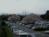 国営昭和記念公園の駐車場の桜