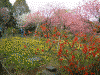 国営昭和記念公園(11)／色彩あふれる空間