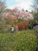 国営昭和記念公園(12)／色彩あふれる空間
