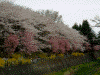 国営昭和記念公園(17)／二色の桜