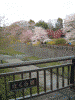国営昭和記念公園(18)／二色の桜