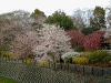 国営昭和記念公園(19)／二色の桜