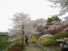 国営昭和記念公園(20)／二色の桜