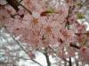 国営昭和記念公園(21)／二色の桜