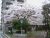 毛長緑道の桜(1)