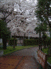 毛長緑道の桜(2)