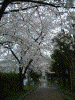 毛長緑道の桜(3)