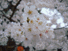 見沼代親水公園で見かけた桜