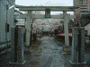 舎人氷川神社の桜(1)