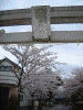 舎人氷川神社の桜(2)